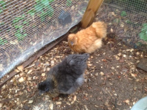 Two of our chickens prancing around the coop.